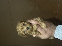 Muhteşem Poodle Bebekleri