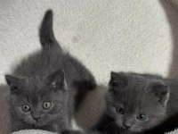 İKİ TATLI YAVRU KEDİMİZ SAHİPLENDİRİLECEKTİR