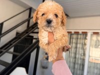 Maltipoo köpeklerimiz