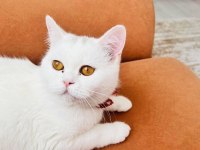 Evcil british shorthair