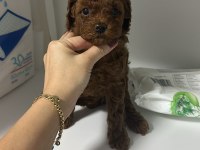 Dark Redbrown Kore Dişi Poodle