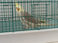 4-5 Aylık Erkek Sultan Papağanı