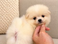 Kar Beyaz Pomeranian Boo 