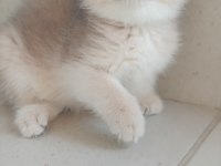 Bursa Golden ve Golden Point British Shorthair Bebekler