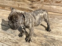 Bayram Şekeri French Bulldog Köpekler