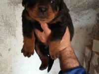 Rottweiler erkek ve dişi izmir