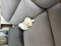 2 aylık yavru pomeranian