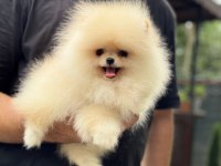 Pomeranian Boo 