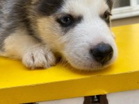 A + Sibirya Kurdu Husky Yavrular Erkek - Dişi