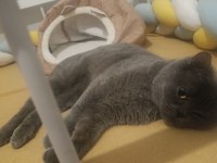 British shorthair için acil yuva arıyoruz