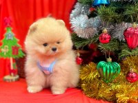 Pomeranian ayı surat yavrular