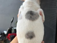 Yavru french bulldog