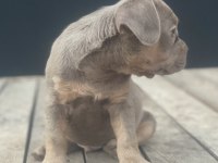 New shade isabella tan maybe fluffy carrier french bulldog