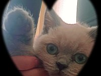 Ücretli sahiplendirme scottish fold