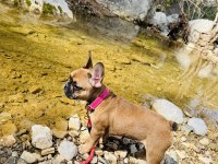 FRENCH BULLDOG BEBEĞİME YENİ YUVA ARIYORUM