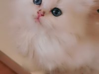 Tombul şirin silver british longhair erkek