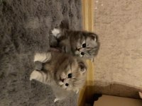 2 Aylık British Shorthair Ve Longhair Kedilerimiz