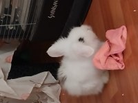 Hollanda lop tavşanı