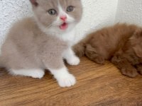Premium British Shorthair Fawn Bicolor