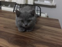 Kedi British Shorthair
