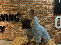 8 aylık frech bulldog