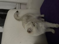 ÇİPLİ AŞILI BRİTİSH SHORTHAİR