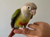 Konur papağanı sağlıklı ve konuşkan ve ele alışkın