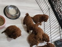KORE KAN POODLE YAVRULARIMIZ