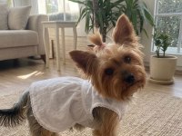 Çok akıllı süs köpeği