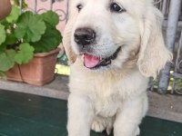 Safkan golden retriever bebekler