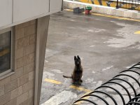 Safkan malinois köpeğimiz