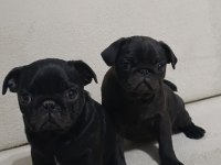 Siyah pug bebeklerim