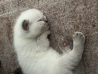 Scottish fold kedimizi sahiplendirme