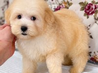 BİBLO MALTİPOO OĞLUMUZ