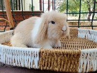 Hollanda Teddy Lop Tavşan Yavrular