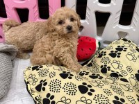 YASAL KÖPEK ÇİFTLİĞİNDEN MALTİPOO YAVRULARIMIZ