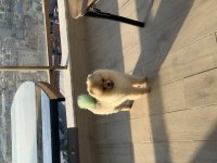 Pomeranian boo oğluma eş arıyorum