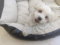 Terrier Maltese Yavrularımız Tüm İller