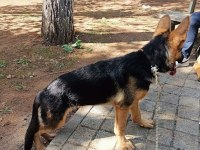 7 aylık safkan alman kurdu rex (dişidir)