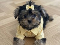 Bol tüylü pofuduk yavru yorkshire terrier