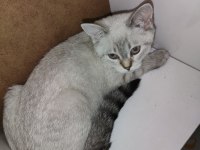 Safkan orijinal british shorthair yavrular