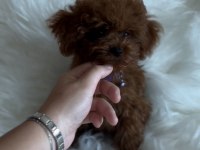 Kore poodle yavrular