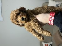 Yavru Toy Poodle