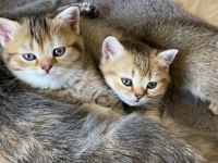Temas delisi british shorthair miniklerim