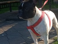 2 YAŞINDA DİŞİ FRENCH BULLDOG