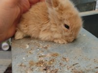 Kendi Üretimimiz Hollanda Lop tavşanı