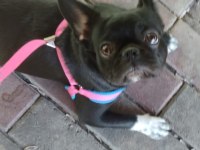 HERAYA İYİ BİR AİLE ARIYORUZ FRENCH BULLDOG