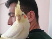 Ele kola Alışkın lutino sultan papağanı
