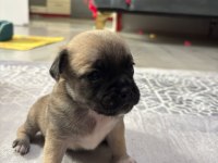 PUG BEBEKLER KAÇMAZ