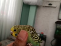 Ele Alışmaya Uygun Yavru Muhabbet Kuşu